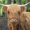Fotos Tiere